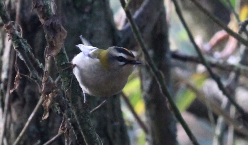 <p>9 november. Oog in oog met een Vuurgoudhaan: schitterend! (foto: Henk van der Kooij)</p>