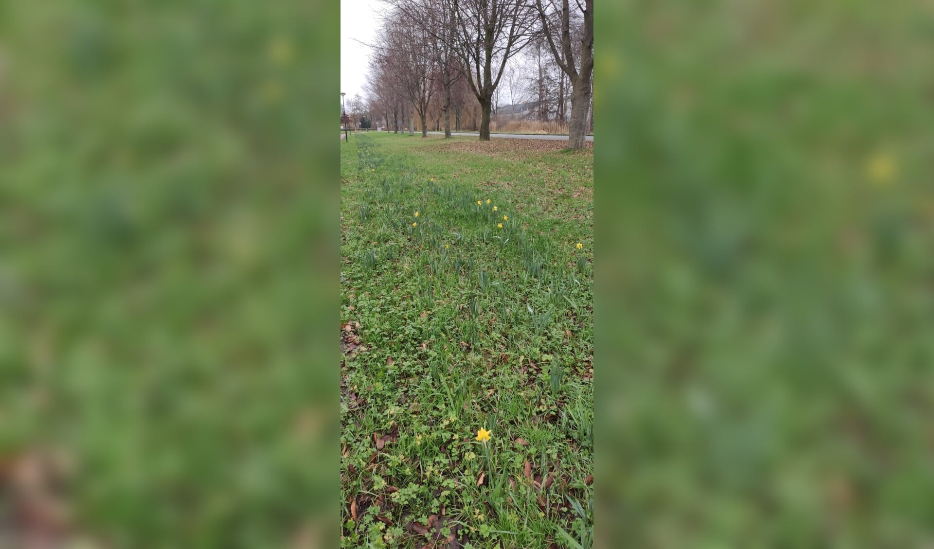 Duizenden narcissen staan op springen.