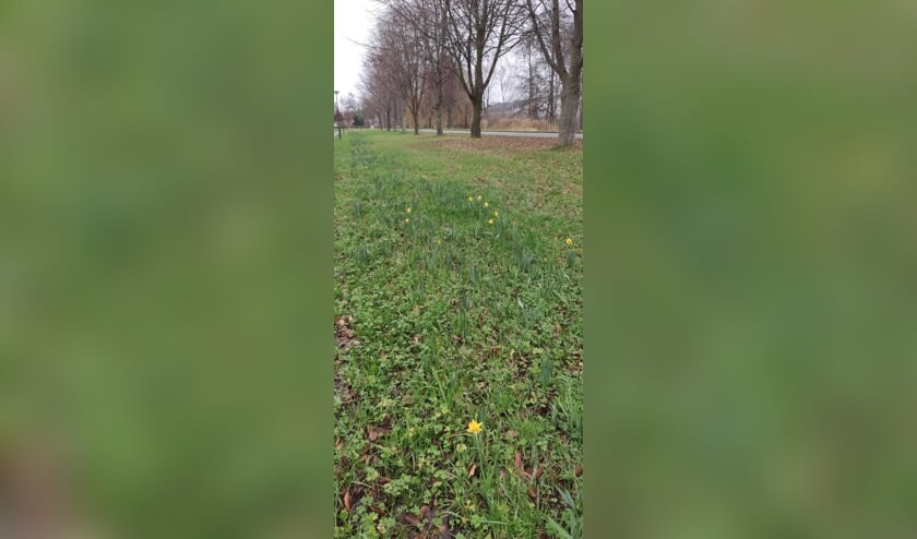 <p>Duizenden narcissen staan op springen.</p>