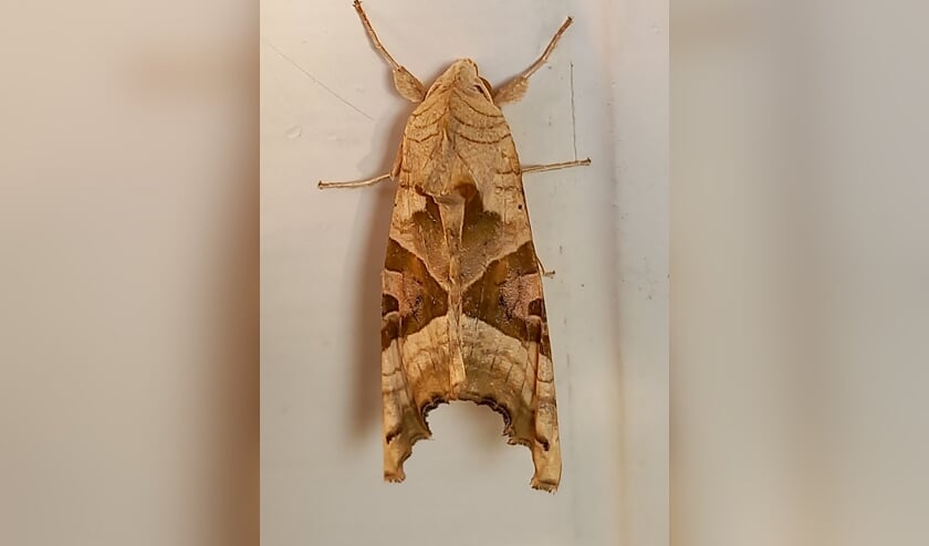 <p>Nachtvlinders spotten kan in elk seizoen. (foto: Angela Mundi)</p>