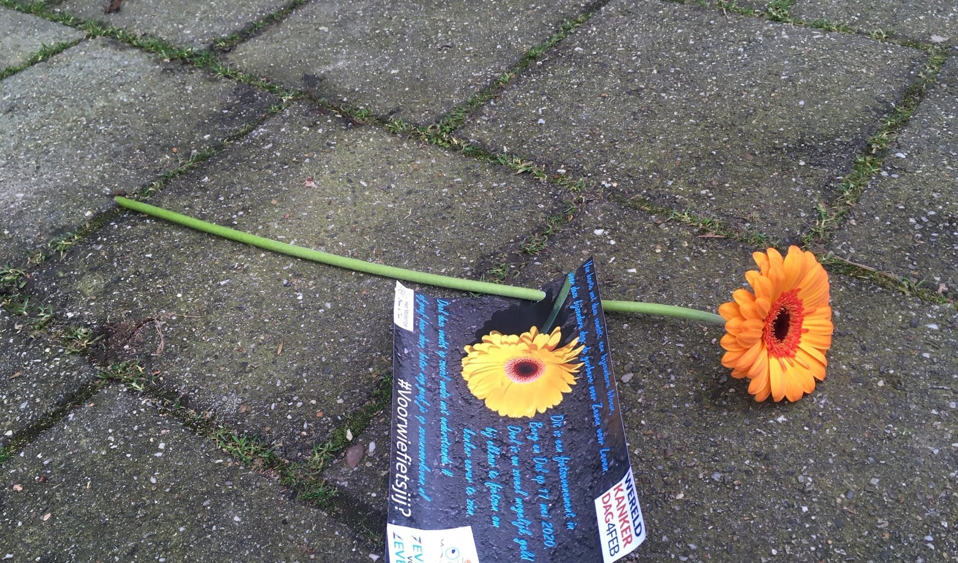 Zeven voor Leven verspreidt bloemen op wereldkankerdag. (foto: Johan Tiesnitsch)