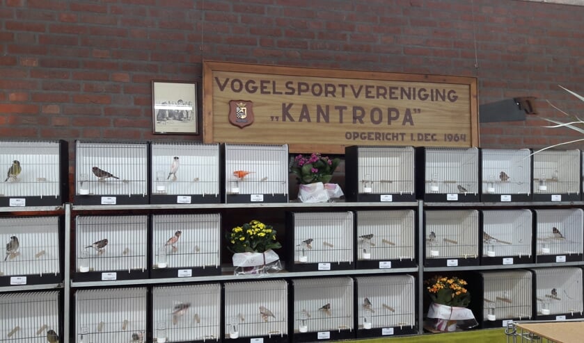 Kantropa. (foto: Th. Boetzel)