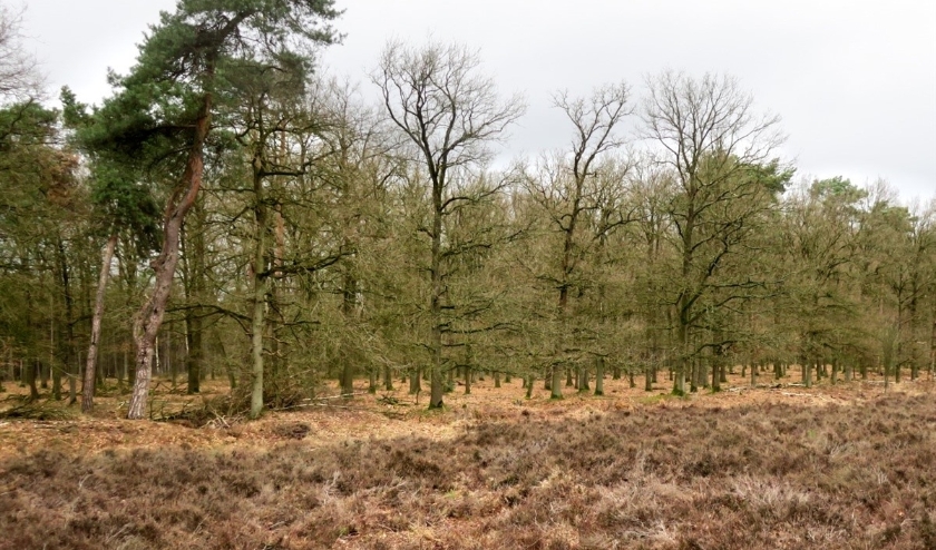 Heide en bos. (Carlo van de Weerd)
