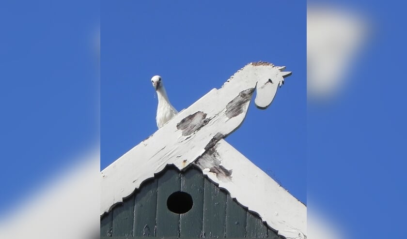 Het eerste uitgevlogen jong in Lingewaard 'ooievaar 2e 624. (foto: Gerrit Jansen)