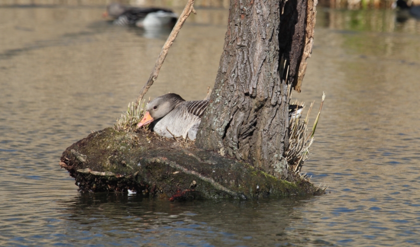 24 maart Lienden. Broedende Grauwe gans op onooglijk eilandje in kleine waai. (foto: Henk van der Kooij)