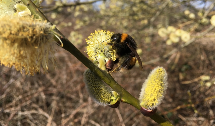 Hommel op katje. (foto: Irene Ter Heijden)