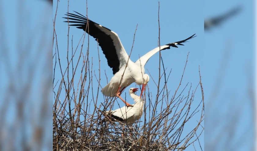 Voorjaarskriebels. (foto: Cees Bakker)
