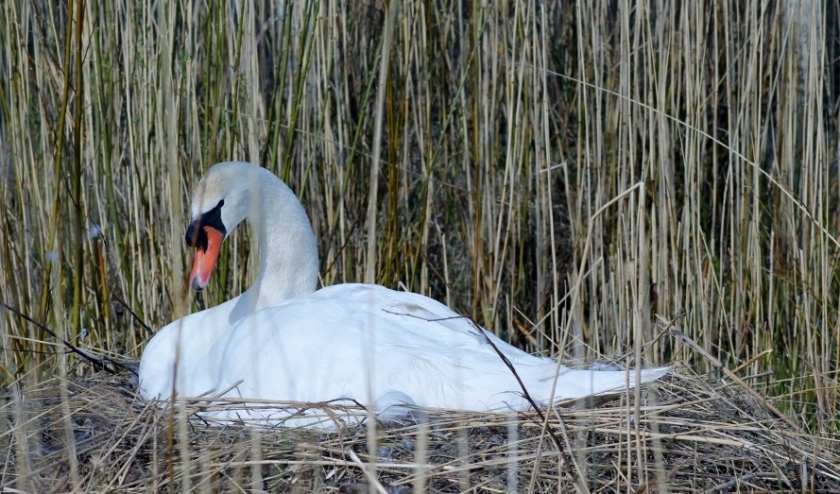 Zwaan. (foto: Coby Vermaas)