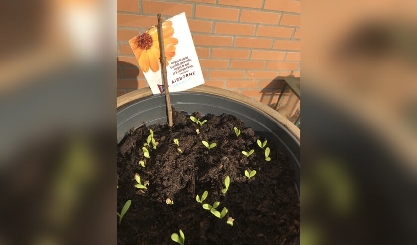 De ontkiemende goudsbloemen laten zich al zien. (foto: Jan in 't Hout)