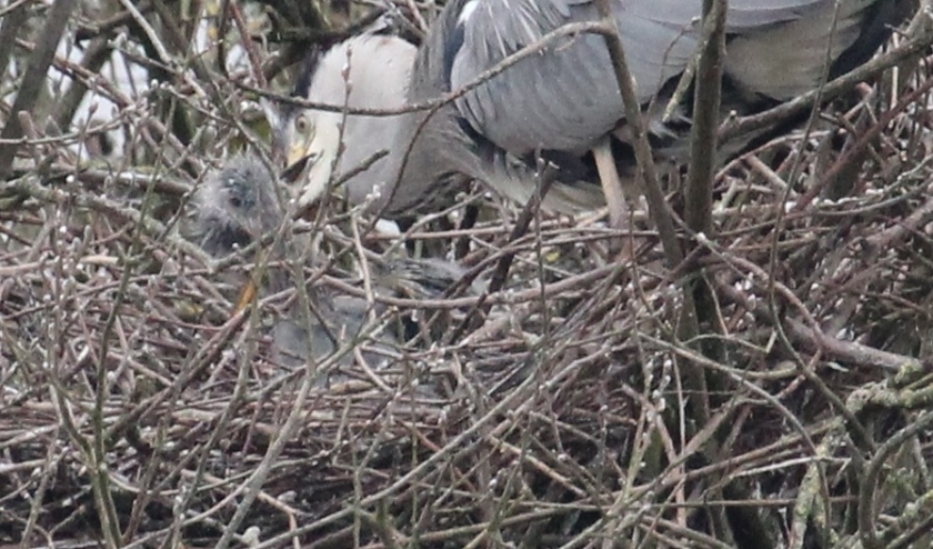 5 maart. Oudervogel Blauwe reiger braakt voedsel op voor hongerig en bedelend jong. (foto: Henk van der Kooij)