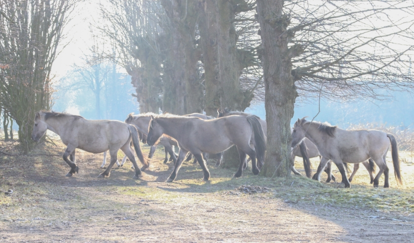 (foto: Nanny van Ommeren)