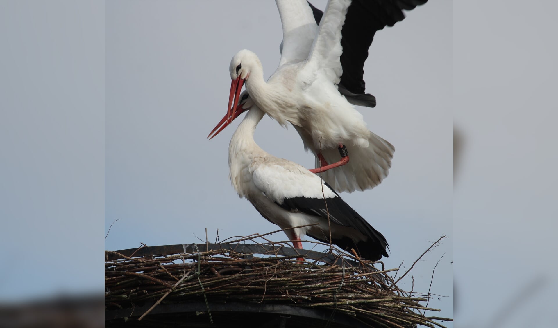 16 maart Het ooievaarsechtpaar bij De Betuwehof. (foto: Henk van der Kooij)