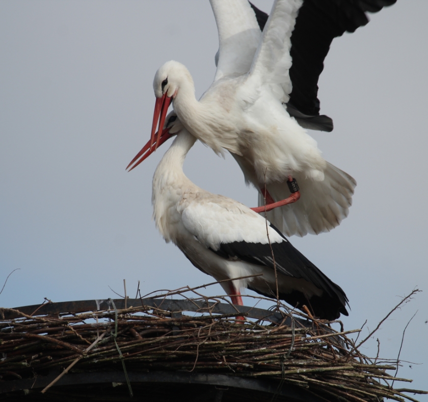16 maart Het ooievaarsechtpaar bij De Betuwehof. (foto: Henk van der Kooij)