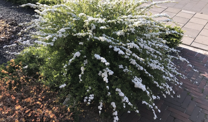 Spirea arguta.