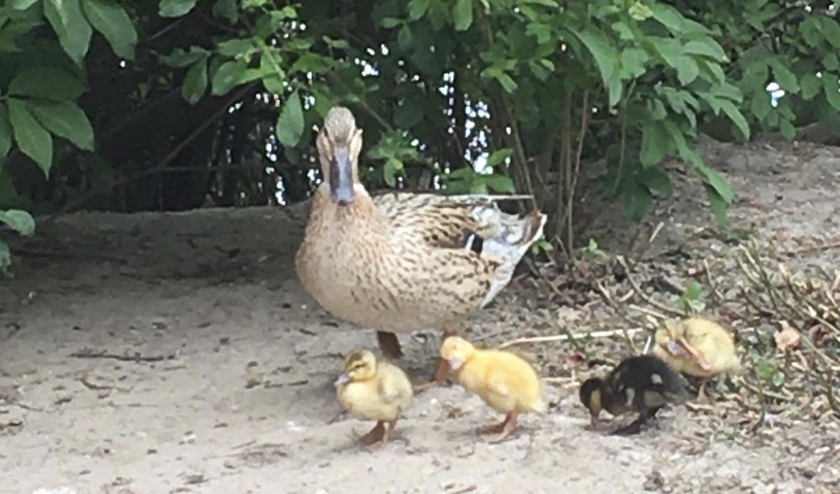 Wilde eend met kuikens.