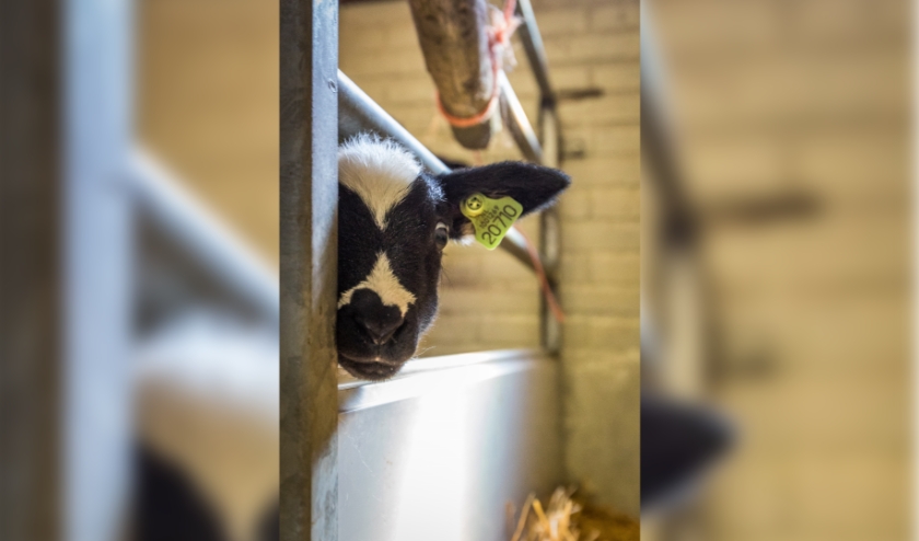Nieuwsgierig lammetje. (foto: Reversepixel Photography)