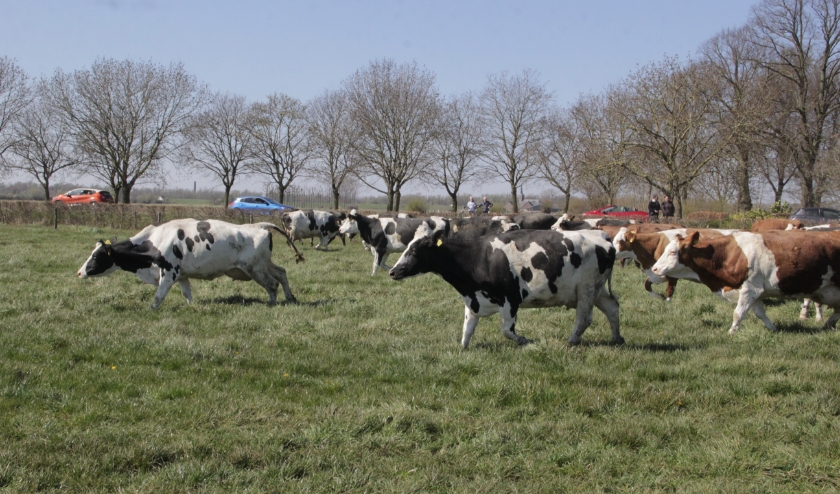 Koeien voor het eerst weer naar buiten. (foto: Peter Hendriks)