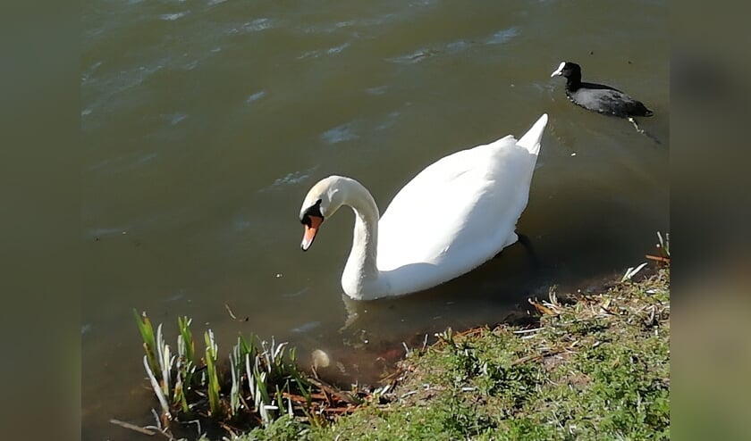 Witte zwaan. (foto: Sandra Bak SLN)