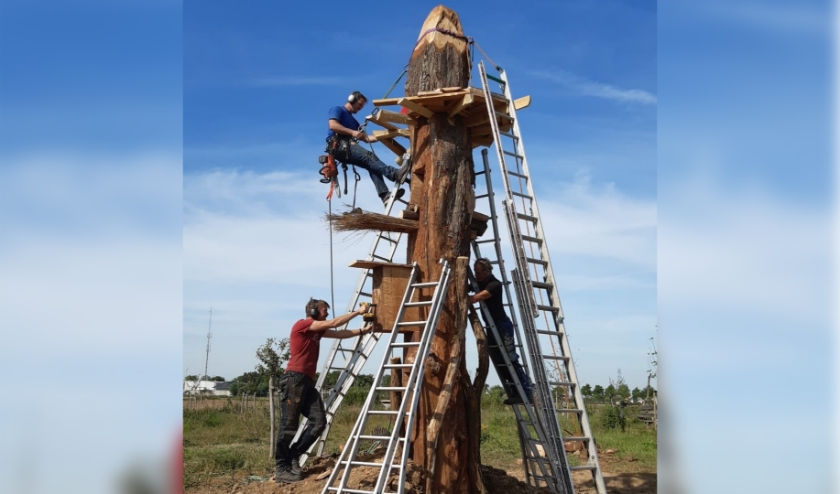 Biodiversiteitsboom Park Lingezegen in de maak. (foto: Stichting Het Appelland)
