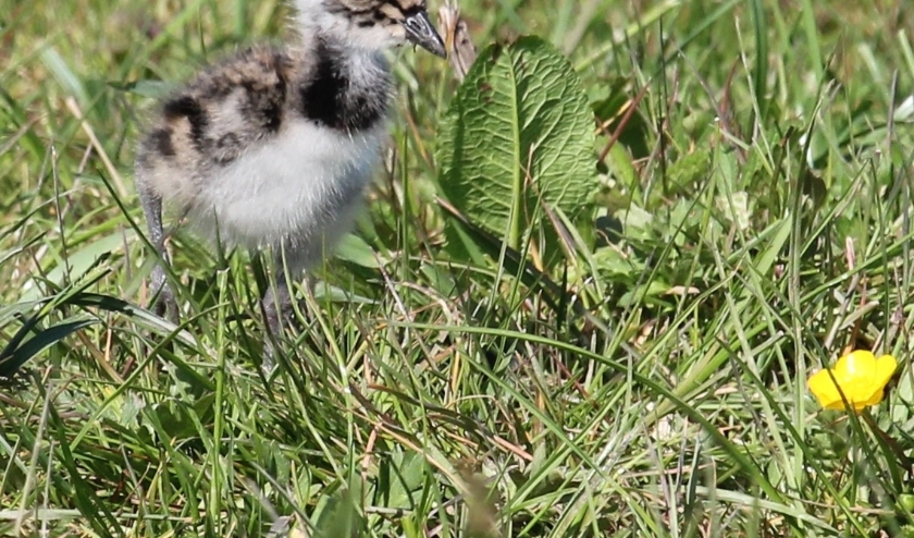 9 mei. Een kievitsukkie op voedselpad in de Tollewaard. (foto: Henk van der Kooij)