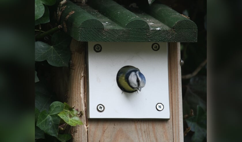Kesteren. Een Pimpelmees verlaat zijn niet-gekraakte nestkastwoning. (foto: Henk van der Kooij)