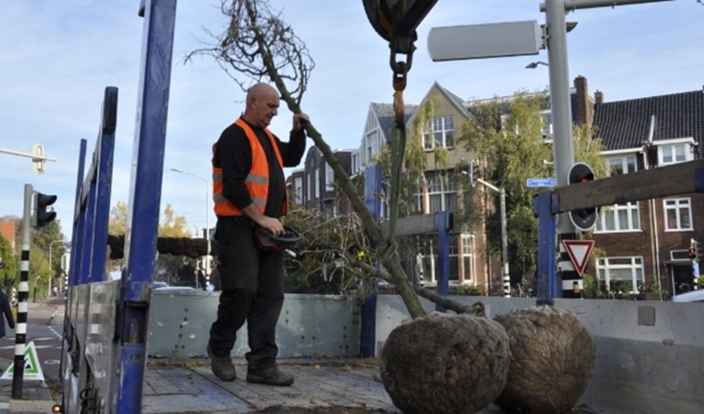 Laat weten waar u bomen wilt laten planten in Hatert en Lindenholt.