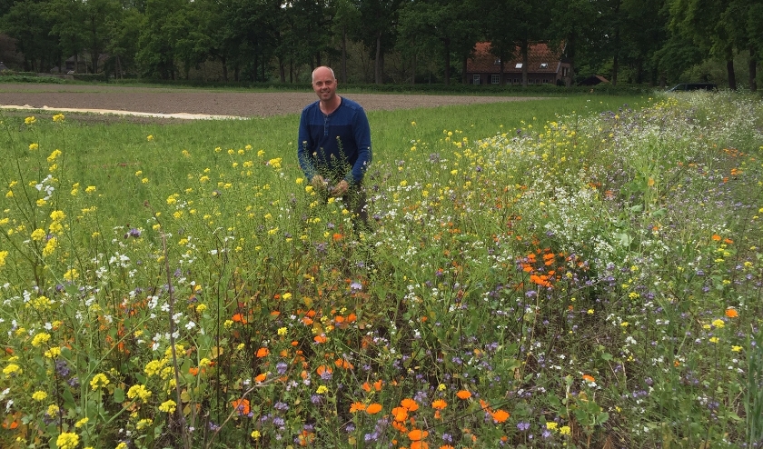 Bloeiende meerjarige akkerrand op het akkerbouwbedrijf De Lingehof van André Jurrius (foto) in Randwijk. Fruitteler Wessel van Olst in overleg met adviseur Ferdy Tolhoek over zaaien van bloemsroken tussen de kersenbomen. (foto: ANV Lingestreek)