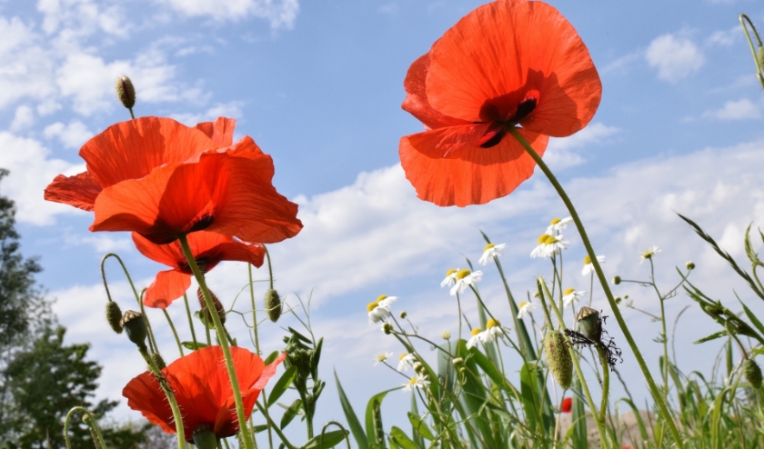 Klaprozen. (foto: Ulleo via Pixabay)
