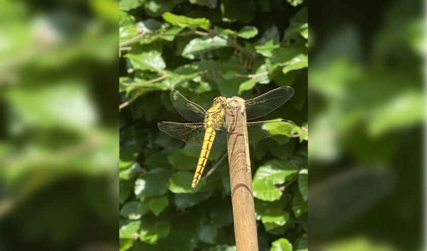 Libelle. (foto: Ine Lavrijsen)