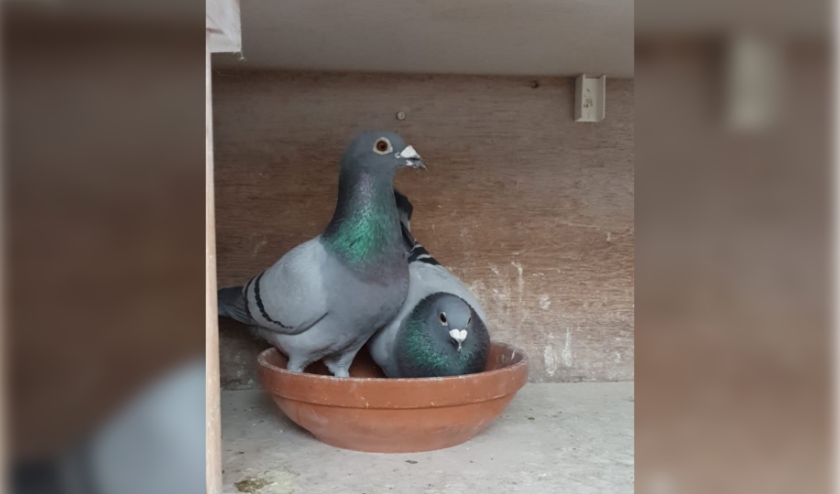 Links de eerst aangekomen duif. (foto: Van Olderen-Meuwsen)