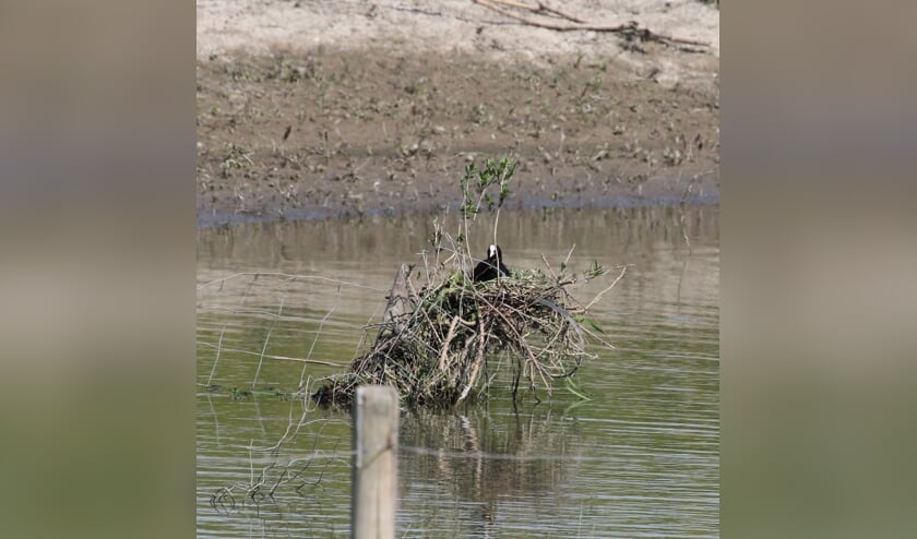 18 mei. Hoogzitnest Meerkoet bij Ochten. (foto: Henk van der Kooij)