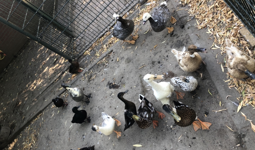Eenden die wachten voor hun eten. (foto: Jasmin)