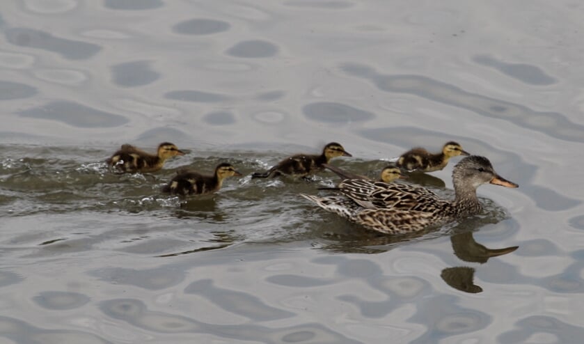 11 juni. Vrouwtje Krakeend met 5 krakkertjes, Tollewaard LIenden. (foto: Henk van der Kooij)