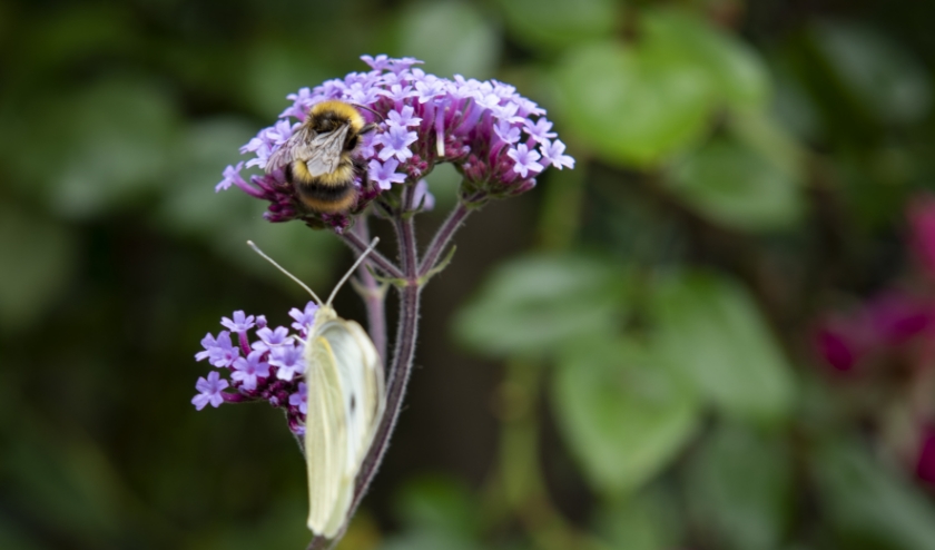 Dit willen we in onze tuin. (foto: Suzan)