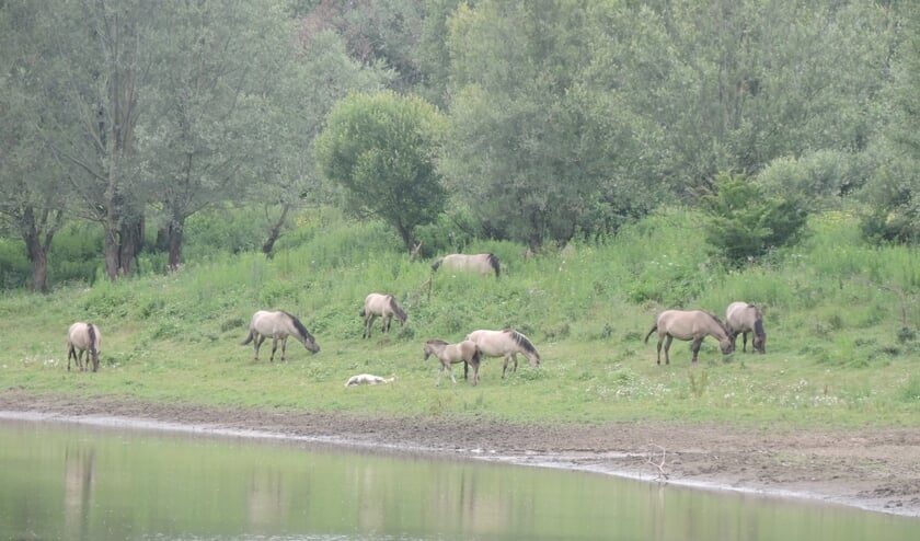 Przewalskipaarden. (foto: Gijsbert Peelen SLN)