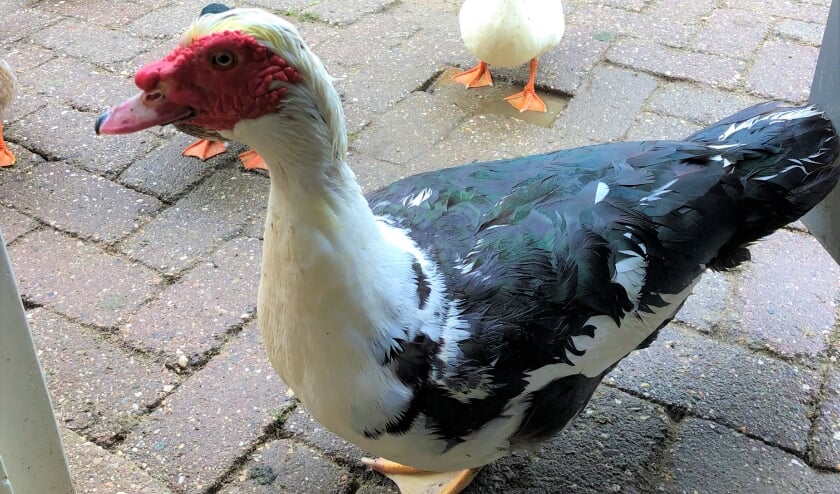 Elvis. (foto: Idil)