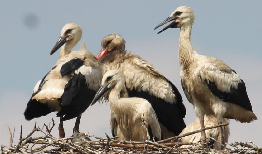 11 juni 2020. Oudervogel met vier grote jongen (vale snavels). Al of niet met open snavel (om af te koelen). (foto: Henk van der Kooij)