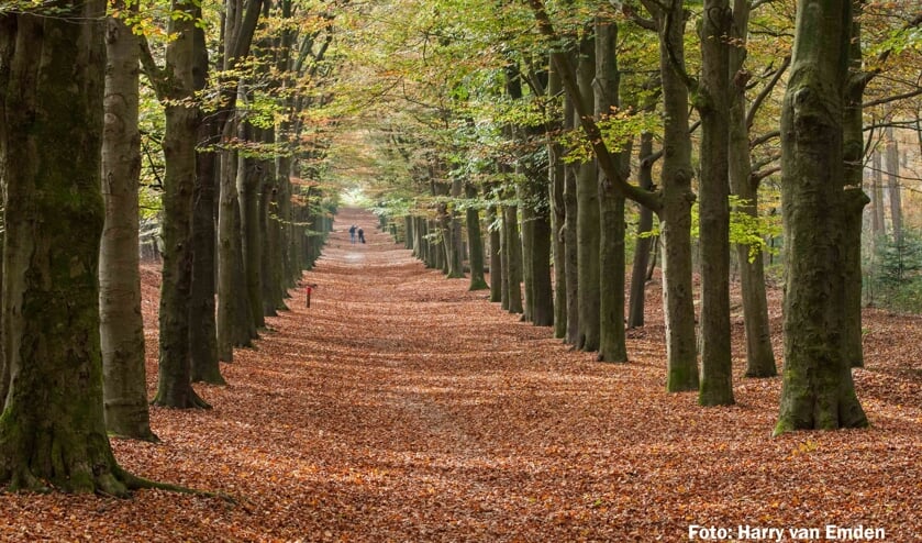 Beukenlaan in het Amerongse Bos. (foto: Harry van Emden)