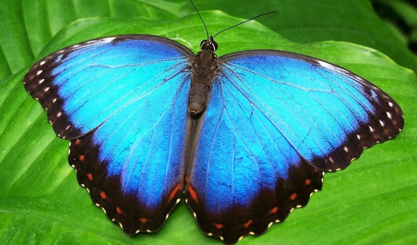 Blauwtje.