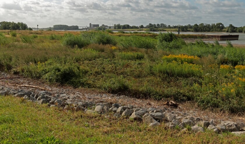 Uiterwaarden langs de Rijn bij Spijk. (foto: Luci Seegers)