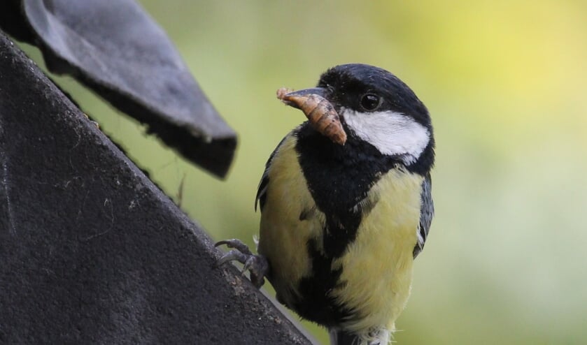 22 juni. Koolmeesmannetje met fraaie zwarte stropdas op weg om zijn jongen te voeren. (foto: Henk van der Kooij)