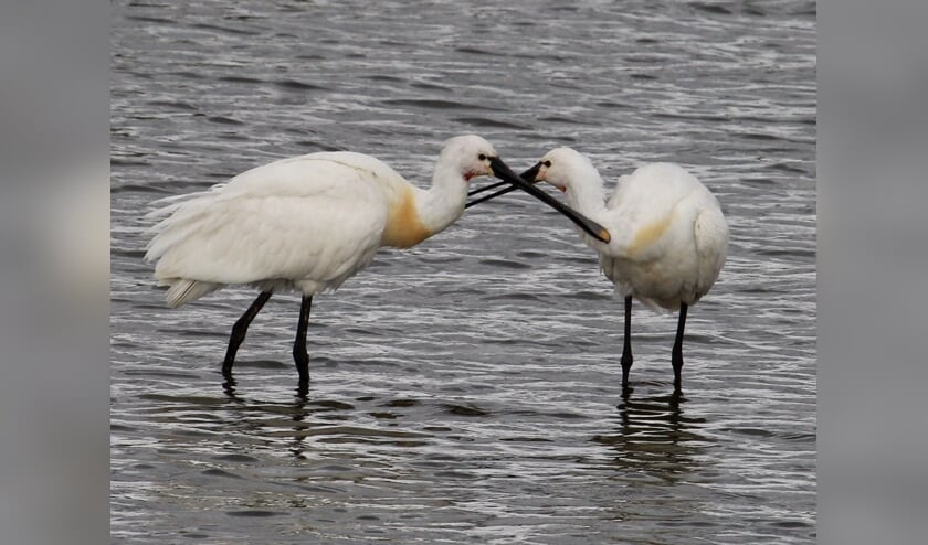 2 juli. Lepelende tederheid tussen twee volwassen Lepelaars, De Tollewaard, Lienden. (foto: Henk van der Kooij)