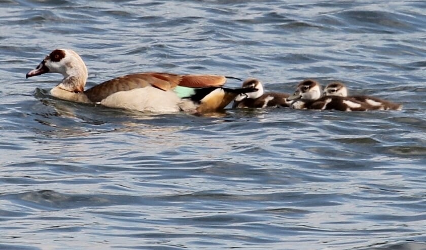 15 juli. Nijlgans (of Rijngans?!) met drie vertederende jongen die in juli geboren zijn. (foto: Henk van der Kooij)
