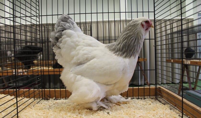 Brahma Grote Hoender. (foto: Andre Ladestein)