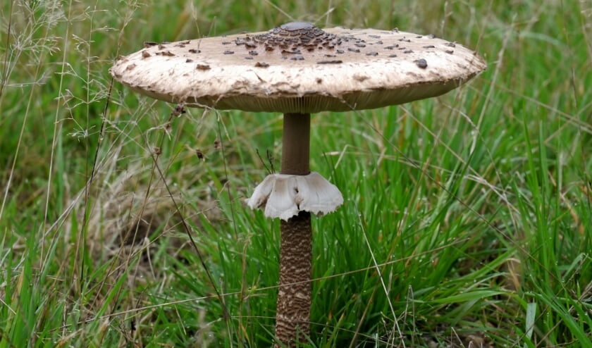 Grote parasolzwam. (foto: Piet Broekhof)