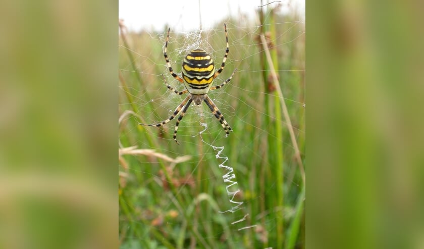 Wespspin. (foto: Andrea Dekkers)