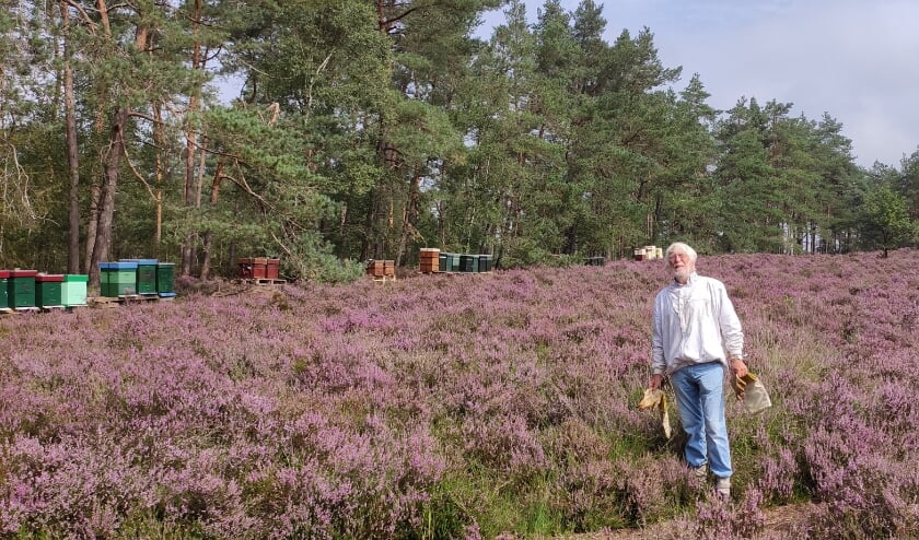 Bijen op de hei op de Veluwe. (foto: Rob Moret)