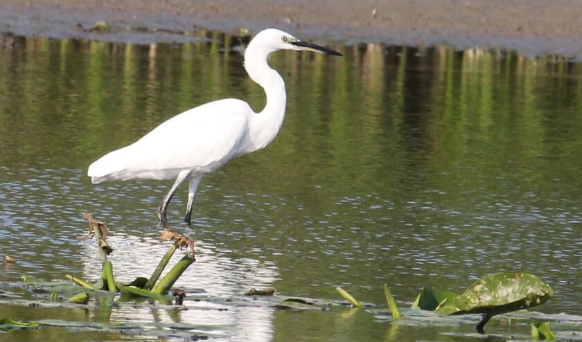 19 september. Een Kleine Zilverreiger voedsel zoekend in het ondiepe water van de Waai bij Opheusden. (foto: Henk van der Kooij)