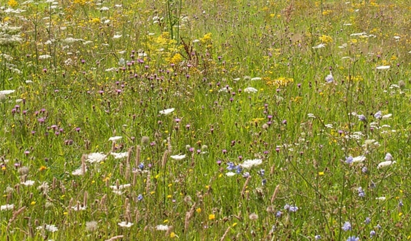 Bloemrijk grasmengsel voor voedselrijke gronden en kleigronden. (foto: bron website CruydtHoeck)