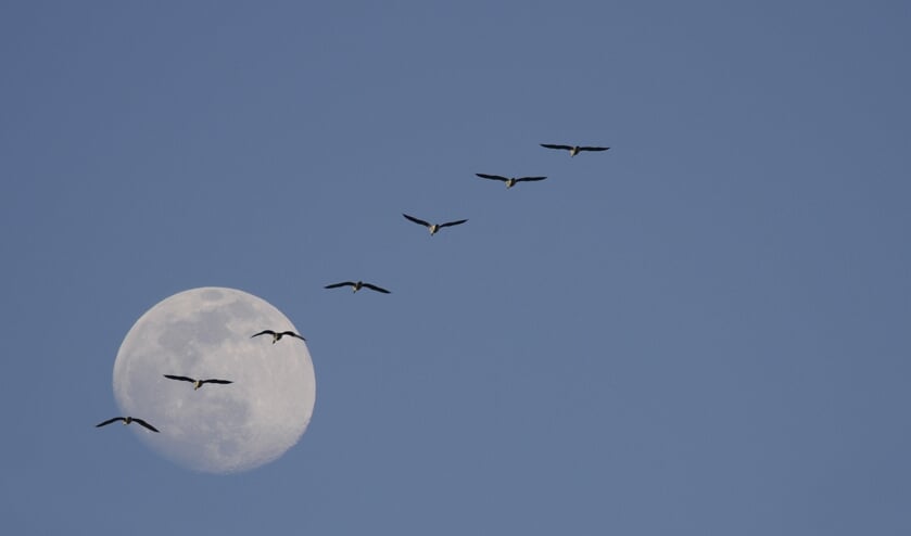 Vogeltrek. (foto: Tilly Meijer)